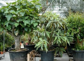 ficus-carica-violette-feigen-feigenbaeume (1)